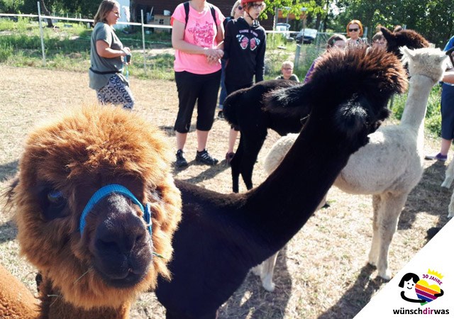 Alpakawanderung Jubiläum wünschdirwas