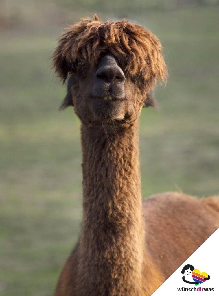 Alapaka-Frohnanza-Kooperati0on