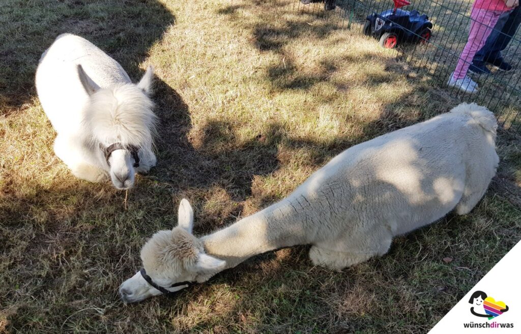 Alapaka-Frohnanza-Kooperation