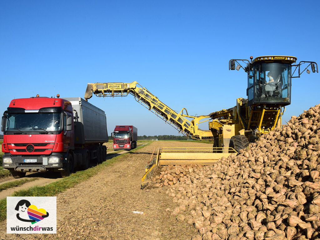 Peer bei der Ruebenernte - wunscherfuellung